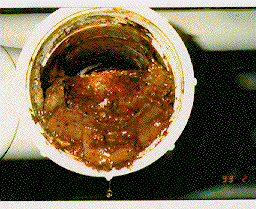 Sugar buildup from soft drink syrup can rapidly clog a drain line.